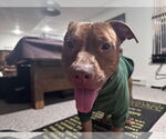 Small #8 American Pit Bull Terrier-Staffordshire Bull Terrier Mix