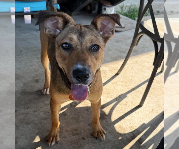 Medium Photo #2 Mutt Puppy For Sale in Canton, CT, USA