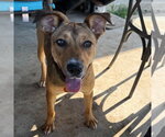 Small #1 Mutt