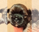 Puppy Tango Shih Tzu