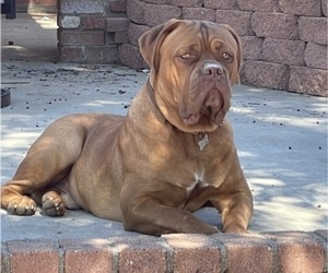 Father of the Muscle Mastiff puppies born on 04/18/2022