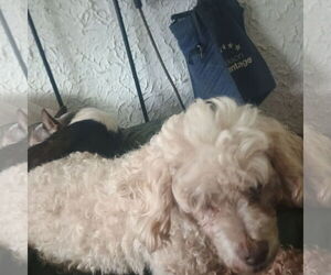 Poodle (Miniature) Dogs for adoption in Bonifay, MO, USA