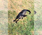 Small #16 Chihuahua