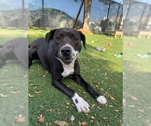 Mutt Dogs for adoption in Fremont, CA, USA
