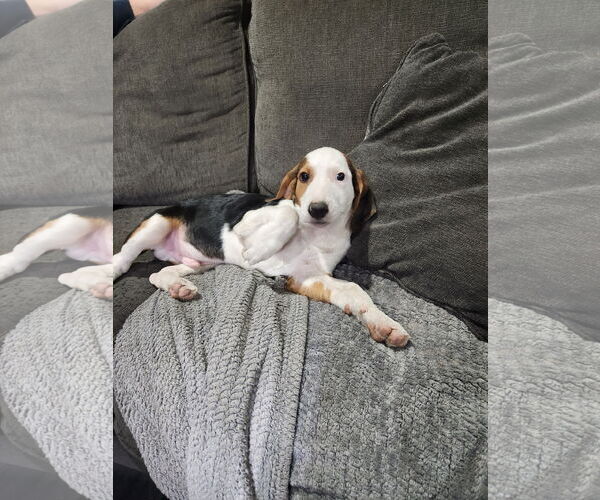 Medium Photo #2 Beagle-Unknown Mix Puppy For Sale in Plainfield, IL, USA