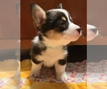 Puppy Heartface Pembroke Welsh Corgi