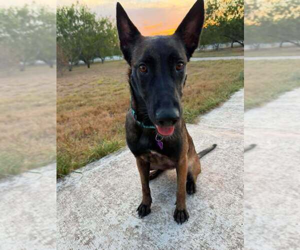 Medium Photo #5 Mutt Puppy For Sale in Imlay City, MI, USA