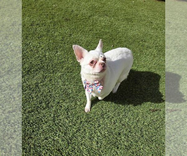 Medium Photo #4 Chihuahua Puppy For Sale in Plantation, FL, USA