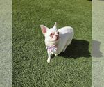 Small #3 Chihuahua