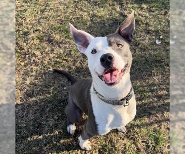 Medium Photo #2 Boxer Puppy For Sale in Conroe, TX, USA