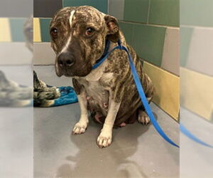 Mutt Dogs for adoption in Riverside, CA, USA