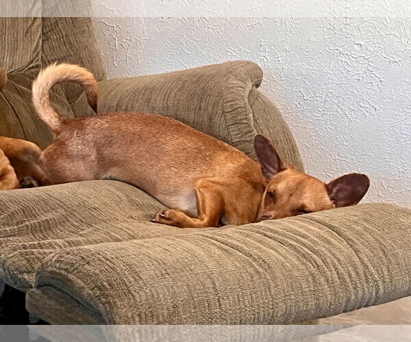 Medium Photo #8 Chihuahua Puppy For Sale in Sandy, UT, USA