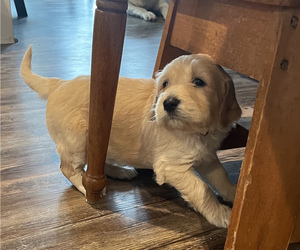 Goldendoodle Puppy for sale in BIRCHWOOD, TN, USA