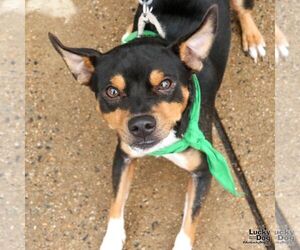 Miniature Pinscher-Unknown Mix Dogs for adoption in Washington, DC, USA