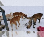 Small #23 Saluki-Whippet Mix
