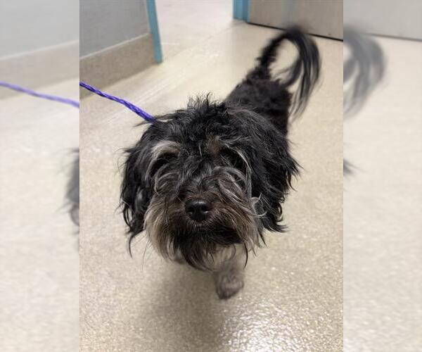 Medium Photo #1 Maltese-Unknown Mix Puppy For Sale in Las Vegas, NV, USA