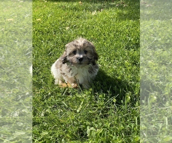 Medium Photo #5 ShihPoo Puppy For Sale in CANOGA, NY, USA