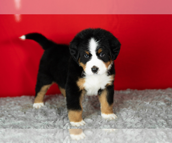 Medium Photo #27 Bernese Mountain Dog Puppy For Sale in MILLERSBURG, IN, USA