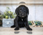 Small #1 Miniature Labradoodle
