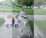 Small #2 Mutt
