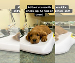 Small Photo #2 Irish Setter Puppy For Sale in COUPEVILLE, WA, USA