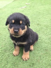 Rottweiler Puppy for sale in WEST CHICAGO, IL, USA