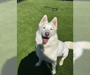 Siberian Husky Dogs for adoption in Salinas, CA, USA