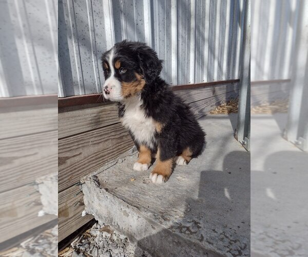 Medium Photo #7 Bernese Mountain Dog Puppy For Sale in MEMPHIS, MO, USA
