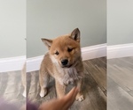 Small Photo #2 Shiba Inu Puppy For Sale in MONETT, MO, USA