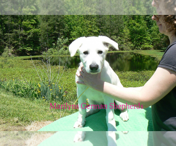 Medium Photo #4 German Shepherd Dog Puppy For Sale in PIEDMONT, MO, USA