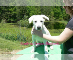 Small #3 German Shepherd Dog