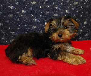 Medium Yorkshire Terrier
