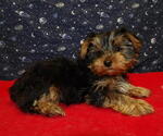 Puppy Janet Yorkshire Terrier