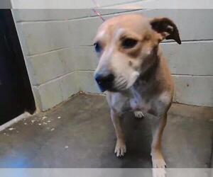 Labrador Retriever Dogs for adoption in Tulsa, OK, USA