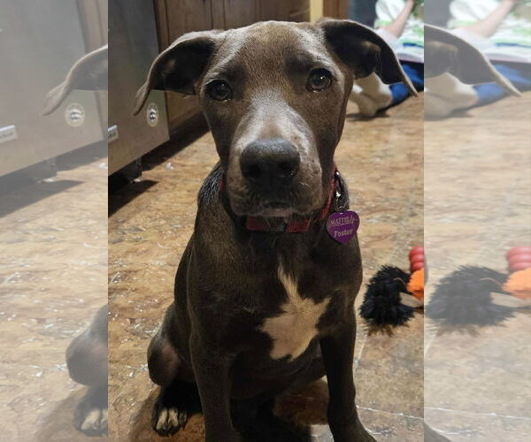 Medium Photo #2 American Pit Bull Terrier-Unknown Mix Puppy For Sale in Minneapolis, MN, USA