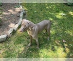 Small Photo #5 Weimaraner Puppy For Sale in DALLAS, GA, USA