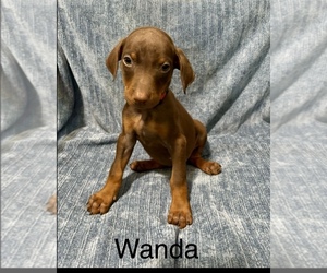 Medium Doberman Pinscher