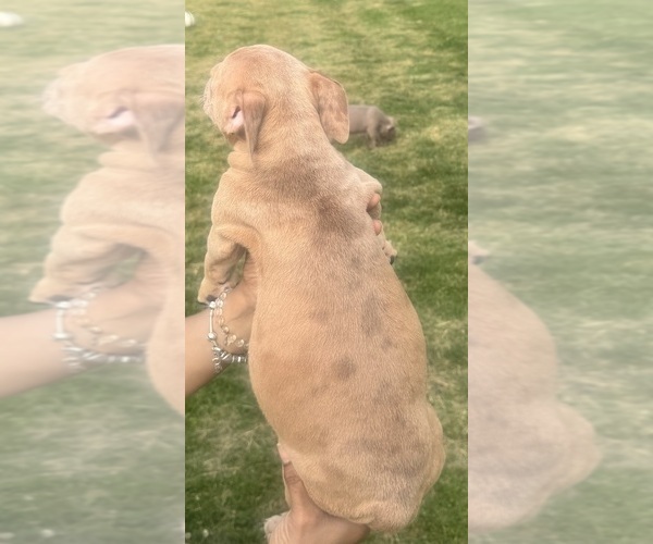 Medium Photo #21 American Bully Puppy For Sale in LAKE STATION, IN, USA