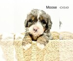 Image preview for Ad Listing. Nickname: Moose