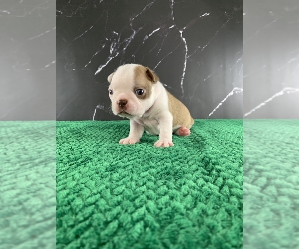 Medium Photo #11 Boston Terrier Puppy For Sale in TULARE, CA, USA