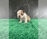 Small Photo #118 Boston Terrier Puppy For Sale in TULARE, CA, USA