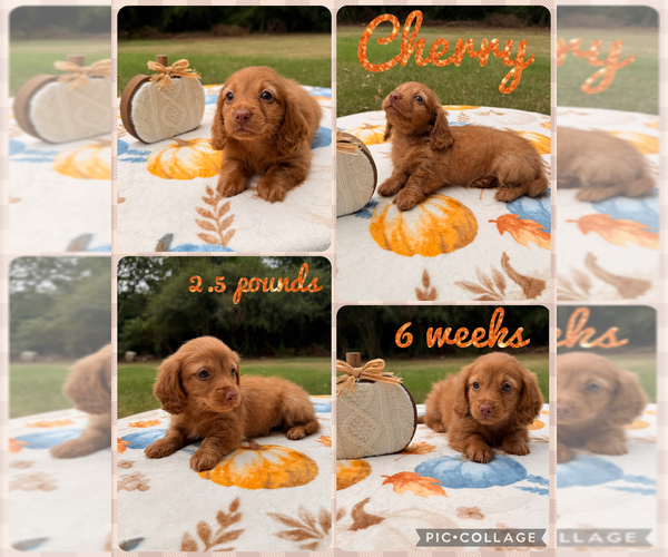 Medium Photo #1 Dachshund Puppy For Sale in NACOGDOCHES, TX, USA