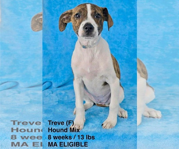 Medium Photo #12 Mutt Puppy For Sale in pomfret, CT, USA