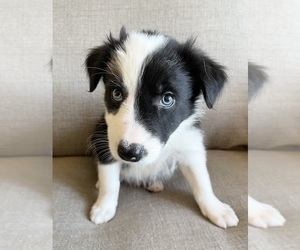 Border Collie Puppy for sale in HOOD RIVER, OR, USA