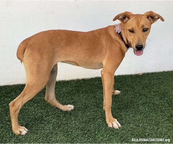 Medium Photo #3 American Staffordshire Terrier-Labrador Retriever Mix Puppy For Sale in San Diego, CA, USA
