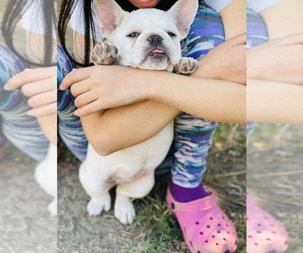 Medium Photo #15 French Bulldog Puppy For Sale in FREMONT, CA, USA