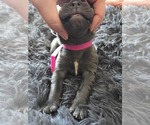 Small #3 Cane Corso