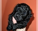 Small Photo #8 Poodle (Toy) Puppy For Sale in ATLANTIC BEACH, FL, USA