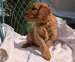 Small #3 Golden Retriever