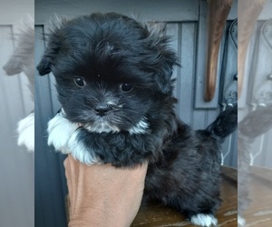 Mal-Shi Puppy for sale in LEE CENTER, NY, USA
